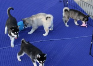 adorable blue eyes siberian husky puppies