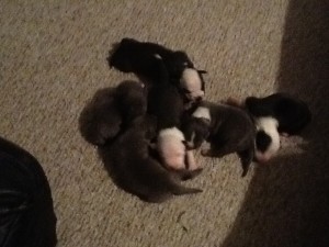 Pitbull puppies