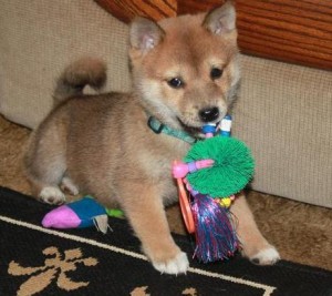 Super Brown Shiba Inu Puppies Cheap Now