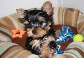 lovely teacup yorkie puppies .