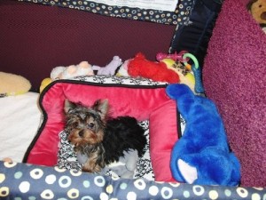 Straight Up TeaCup Yorkshire Terrier Available For Adoption text me at 541 725 7493