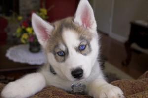 Cute siberian husky puppy for adoption