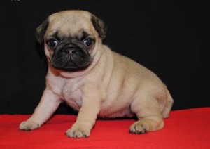 Pug puppies need good homes