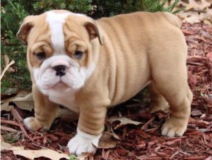 Extra Charming Lovely Male And Female English Bulldog Puppies For X-Mass Now Ready To Go Home.