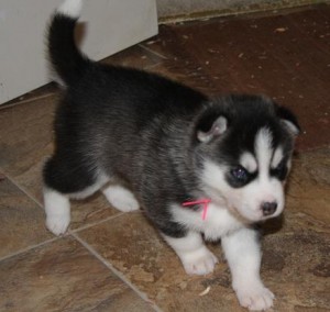 SIberian Husky puppies need good homes