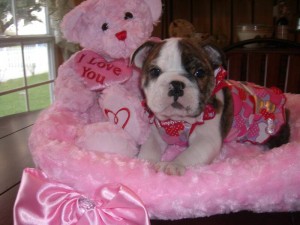 English Bulldog puppy for adoption