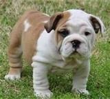 Two cute English bulldog puppies ready for new homes