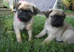 Cute and lovely Pug puppies For Sale