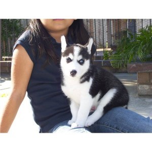 Fantastic Blue Eyes Siberian Husky Puppies Available