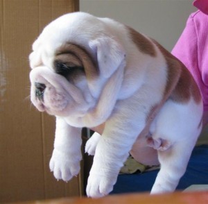 english bulldog puppies ready for new home