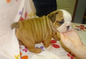 WRINKLED AND HEALTH GAURANTEED ENGLISH BULLDOG PUPPIES FOR X-MASS LOVE.