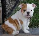 FABOLOUSE AND OUTSTANDING ENGLISH BULLDOG PUPPIES FOR ADOPTION