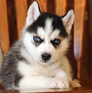 SIBERIAN HUSKY PUPPIES