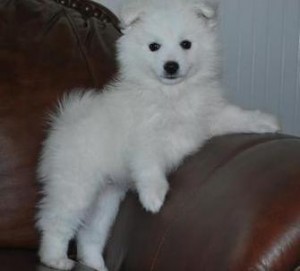 Extra Charming American-eskimo-dog Puppies Available For New Looking Home