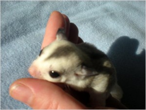 Adorable Sugar Gliders Joeys For Adoption