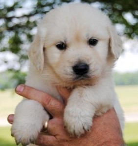 Female Golden Retriever MIMI