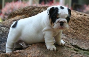 Outstanding English Bulldog puppies for adoptions (www.noblehomebulldogs.com)