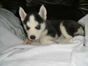 Cute AKC Registered Siberian Husky Puppies Available