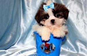 Tiny Teacup Shih-Tzu Puppies Available Now!!!