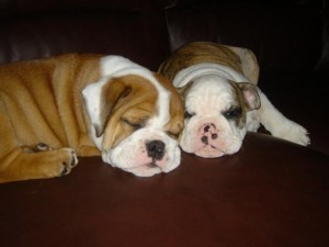Our English Bulldog puppies have been given top quality training,Pls TEXT ME at 347-590-4965, only text