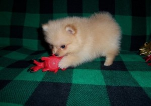 Cute Pomeranian pups looking for Caring and Lovely homes