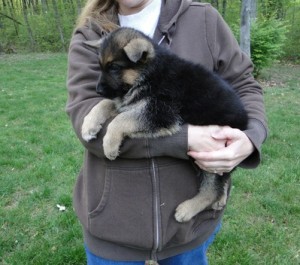 Extra Charming German Shepherd Dog Puppies  Available For New Looking Home