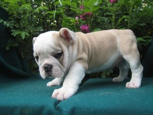 Adorable English Bulldog puppies free adoption