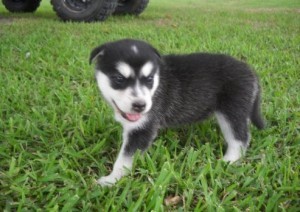 Alaskan Malamute Puppies Available