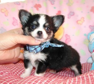 Adorable chihuahua puppies for adoption