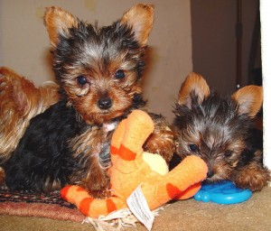 AKC Register Teacup Yorkie Puppies For Your Family