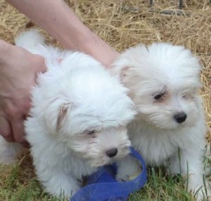 Maltese babies just for a wonderful home on X-MAS