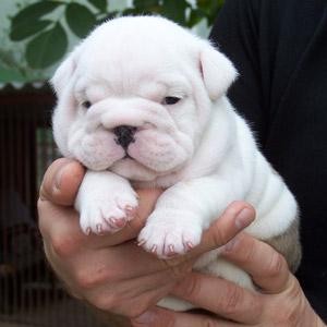 Male and Female English Bulldogs for adoption