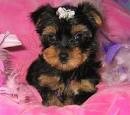 Super Cute Female Teacup Yorkie Puppy For Free