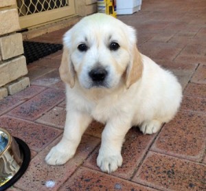 Cuddly and very playfu lGolden retrievr puppy for free adoption