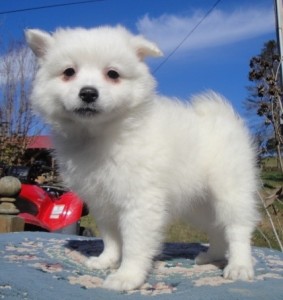 Healthy American Eskimo Dog Puppies For Great Homes.