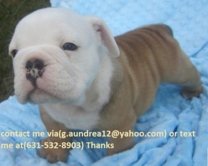 CUTE CHRISTMAS ENGLISH BULLDOG PUPPIES FOR ADOPTION