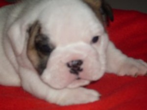 AKC English Bulldog Puppies For Free Adoption