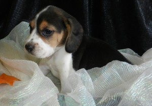 Nice looking Beagle Puppies For New Re-Home.