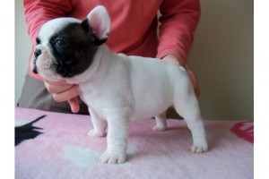 CHARMING FRENCH BULLDOG FOR ADOPTION