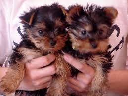 2 GORGEOUS YORKIE PUPPS FOR ADOPTION THIS CHRISTMAS