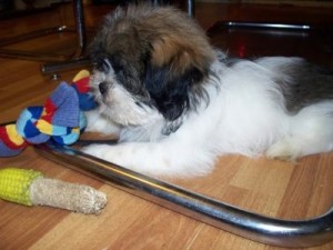 Adorable male and female Shih Tzu puppies for Adoption