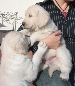 Adorable Male and Female Golden Retriever Puppies for Adoption?