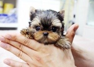 Healthy Top Model tea cup yorkie Puppies