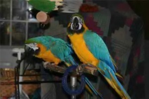 Good talking blue and gold macaw parrots for adoption to any caring home.