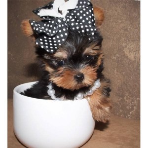 Charming Xmas Male And Female Yorkshire Terrier PupsFor adoption Now (we ship if need be)