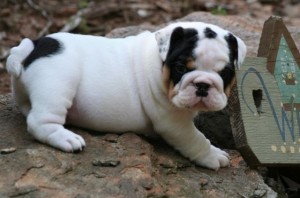 AKC CHAMPION LINE ENGLISH BULLDOG PUPPIES AVAILABLE