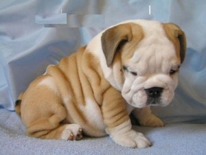 English Bulldog