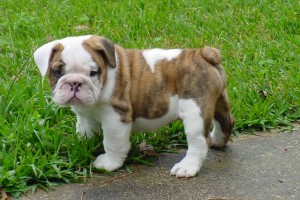 Top Quality English Bulldog Puppies for adoption