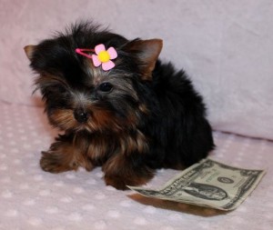 AKC Registered Lovely male and female Yorkie Puppies available for adoption.