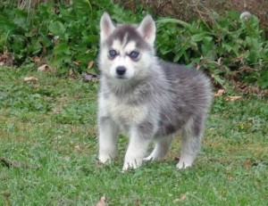 Beautiful Husky puppies.